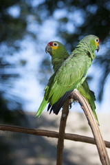 Green parrot, perico, Amazona autumnalis , loro cariamarillo, parakeet, in the wild, Villahermosa, Tabasco, Mexico.