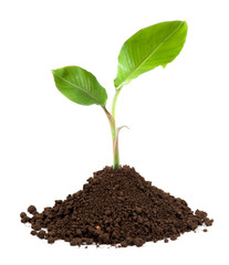 new sprout and dirt isolated on white