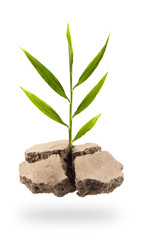 Plant Tree growing on a floating island on white