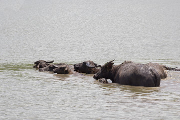 Buffaloes soaking in the water