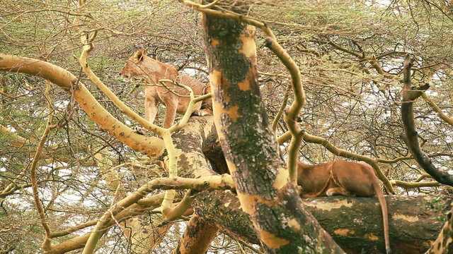 Lion on a tree, Nakuru Park
