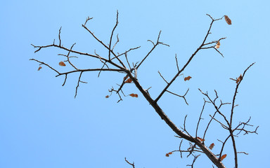 dry branch