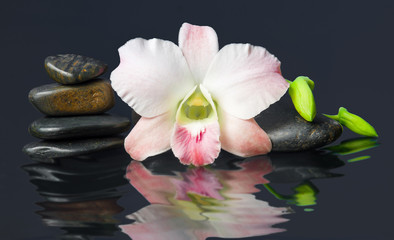 Obraz na płótnie Canvas orchid and hot stones Wellness and Spa Image,dark background