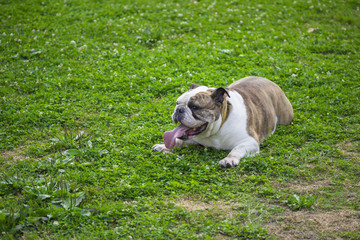 English bulldog portrait, laying in grass at park.