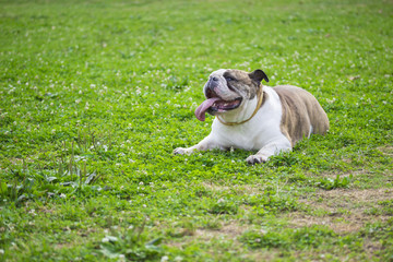 Fototapeta premium English bulldog portrait, laying in grass at park.