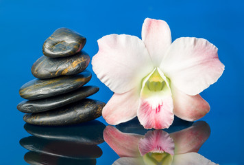 orchids and hot stones Wellness and Spa Image,blue background © showcake