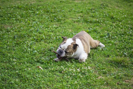 English bulldog portrait, playing with stick in grass at park. M