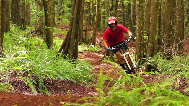 An extreme mountain biker speeds down a bike trail in the forest during the day. Outdoor Sports Healthy Lifestyle. Slow Pan Shot with Steadicam Through Leaves and Ferns. Summer Extreme Sports. 