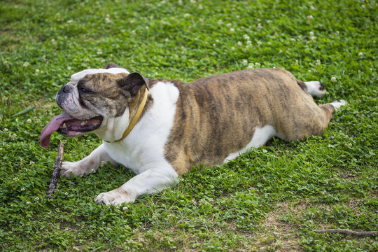 Close up of english bulldog, laying in grass, tongue out.