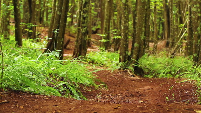 An extreme mountain biker speeds down a bike trail in the forest. Outdoor Sports Healthy Lifestyle. Slow Pan Shot with Steadicam Through Leaves and Ferns. Summer Extreme Sports.