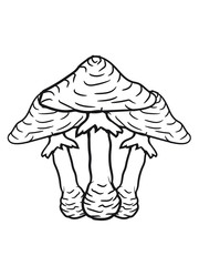 3 toadstools toxic Blauenwald