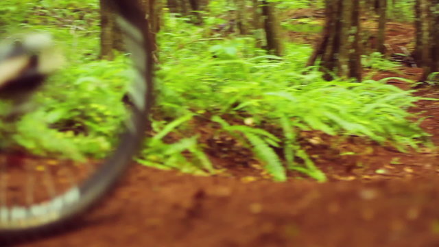 Fast Intense Mountain Biking Forest Trail. Outdoor Sports Healthy Lifestyle. Young Fit Man in Red Shirt Rushes Down Mountain Bike Trail Through a Lush Forest. Slow Pan Shot with Steadicam. 