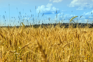 Rye in the field. Summer landscape.