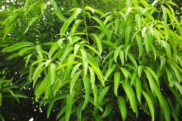 Mango leaves background photo