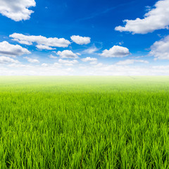 Fototapeta na wymiar rice field and with clouds blue sky with space