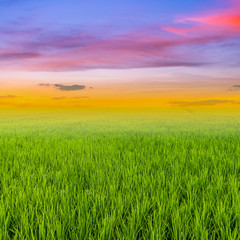 Fototapeta na wymiar rice field and clouds sunset with space
