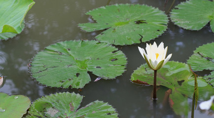 This beautiful waterlily or lotus flower