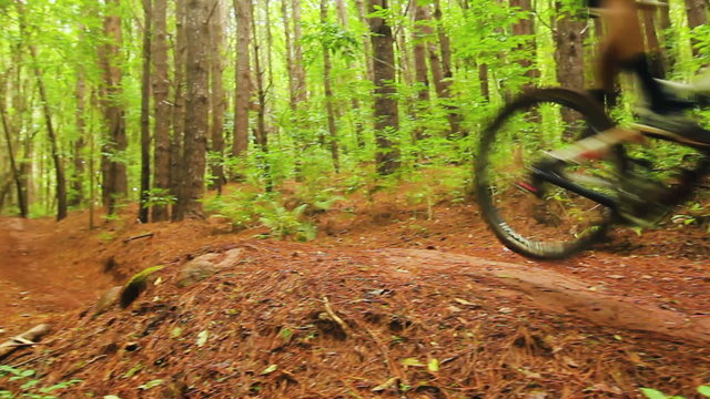 Mountain Biking Dirt Jump in Forest. Outdoor Sports Healthy Lifestyle. Young Fit Man in Red Shirt Rushes Down Mountain Bike Trail Through a Lush Forest. Slow Pan Shot with Steadicam. 
