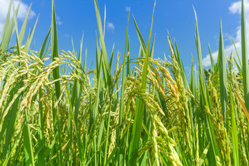 Green rice field in Thailand