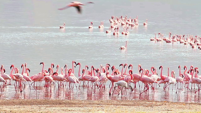 Flamingos near Bogoria Lake, Kenya in february 2012
