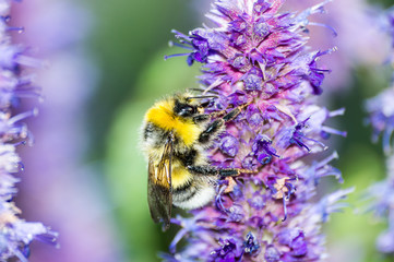 пчела на цветке в саду

