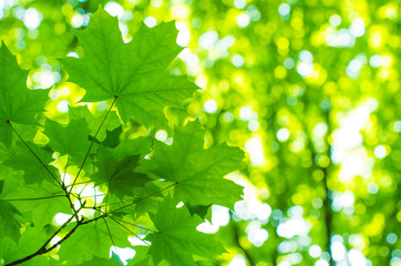 Leaf with bokeh background