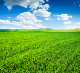 Fototapeta premium field