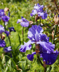 iris flowers