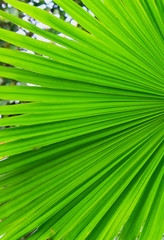 Obraz premium Texture of Green palm Leaf