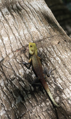 A small lizard sitting on a tree