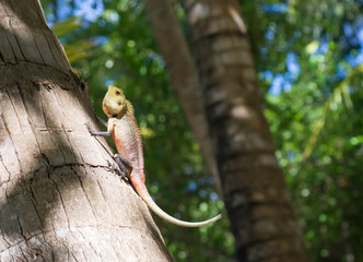 A small lizard sitting on a tree