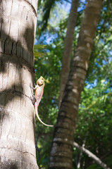 A small lizard sitting on a tree