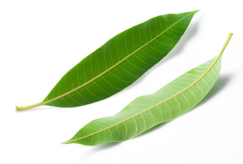 Fototapeta premium Various angles of mango leaves