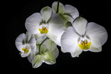 Fototapeta na wymiar White Orchids on a Black Background