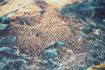 Ants nest