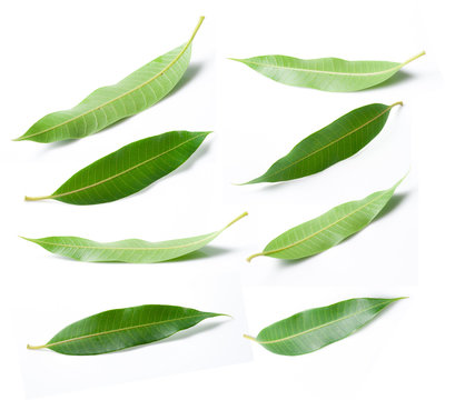 Collage of mango leaves