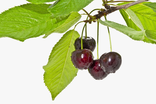 Fototapeta Dojrzałe, mokre owoce czereśni na białym tle z bliska .  Gałązka czereśni z dojrzałymi owocami i liśćmi na białym tle.