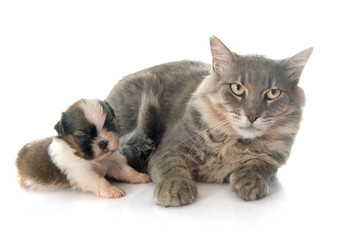 adult cat and puppy