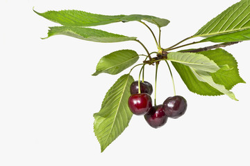 Dojrzałe owoce czereśni na białym tle z bliska .
Gałązka czereśni z dojrzałymi owocami i liśćmi na białym tle.