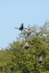 Canada Goose
