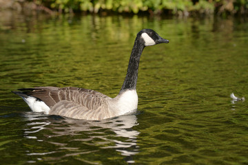Canada Goose