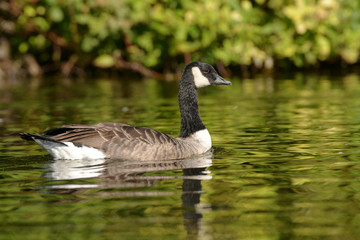 Canada Goose