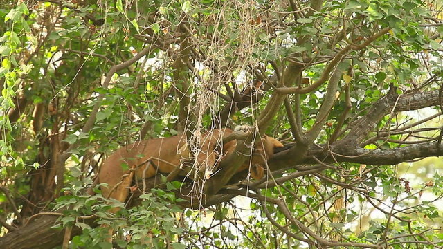 Female lion on a tree, Nakuru Park, Kenya
