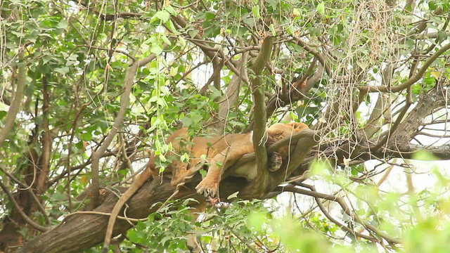 Female lion on a tree, Nakuru Park, Kenya
