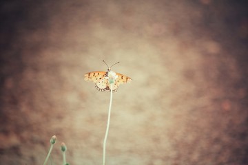Butterfly with grass flowers
