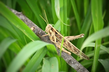 Grasshopper
