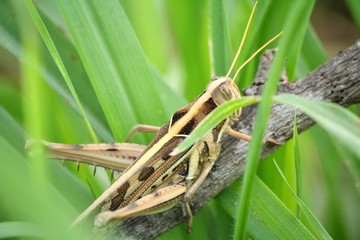 Grasshopper