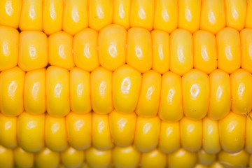 Corn macro large grains