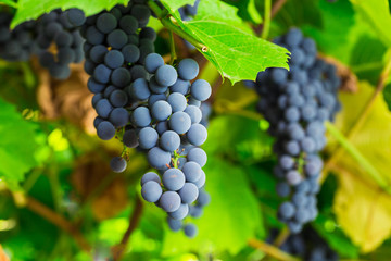 ripe clusters of sweet red grapes
