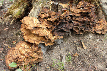 Champignons sur une souche d’arbre (4)